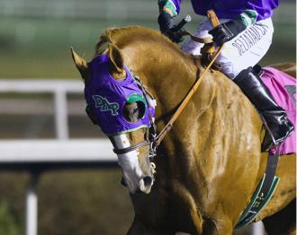 California Chrome has big plans